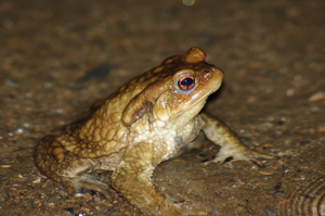 <i>Bufo spinosus</i> Daudin, 1803 © O. Delzons