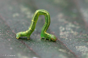 <i>Cabera pusaria</i> (Linnaeus, 1758) © P. Chatard