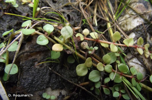 <i>Lysimachia tenella</i> L., 1753 © O. Roquinarc'h