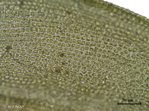 <i>Lescuraea patens</i> Lindb., 1888 © H. TINGUY