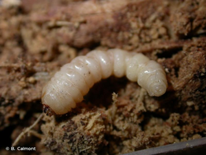 <i>Trichoferus griseus</i> (Fabricius, 1792) © B. Calmont