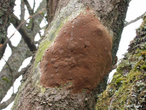 <i>Phellinus punctatus</i> (P.Karst. ?) Pilát © D. Sugny