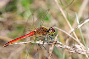 Sympetrum depressusculum 08-09-28 IMG 5990.jpg © Andreas Thomas Hein