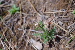 <i>Centranthus calcitrapae</i> (L.) Dufr., 1811 © O. Delzons