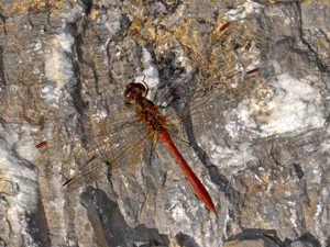 Libellulidae - Sympetrum meridionale - male.JPG © Hectonichus