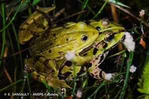 <i>Pelophylax lessonae</i> (Camerano, 1882) © E. SANSAULT - ANEPE Caudalis