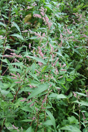 <i>Persicaria lapathifolia</i> (L.) Delarbre, 1800 © SMIDAP