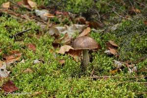 <i>Leccinum scabrum</i> (Bull. : Fr.) Gray © O. Roquinarc'h