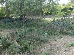 <i>Opuntia engelmannii</i> Salm-Dyck ex Engelm., 1850 © A.-H. Paradis & R. Poncet