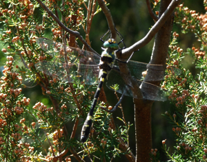 Splendid Cruiser. Macromia splendens (4373495704).jpg © gailhampshire from Cradley, Malvern, U.K