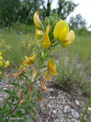 <i>Ononis natrix </i>subsp.<i> natrix</i> L., 1753 © P. Rouveyrol