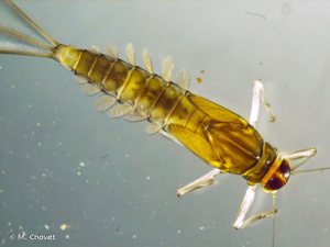 <i>Baetis rhodani</i> (Pictet, 1843) © M. Chovet