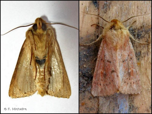 <i>Mythimna ferrago</i> (Fabricius, 1787) © F. Michalke