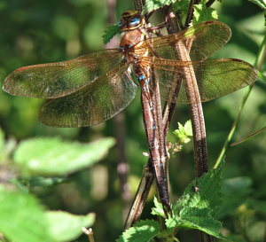 Braune Mosaikjungfer (Aeshna grandis).jpg © Commons
