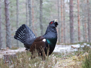 Tetrao urogallus, Glenfeshie, Scotland 1.jpg © sighmanb
