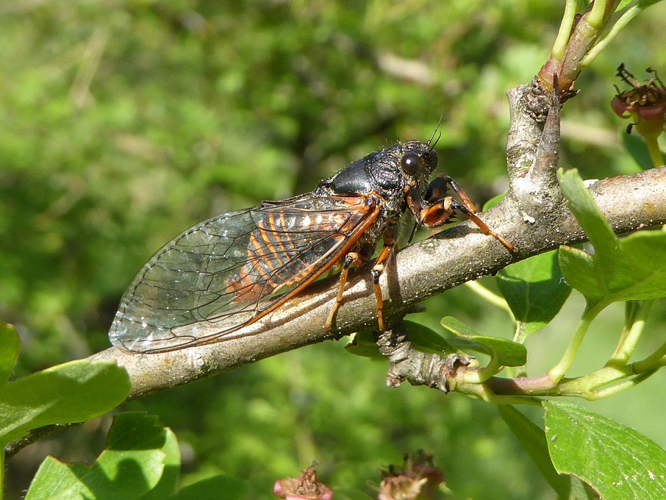 Cicadetta montana &copy; Kevin Gurcel