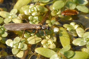 Perla.marginata.-.lindsey.jpg © James K. Lindsey