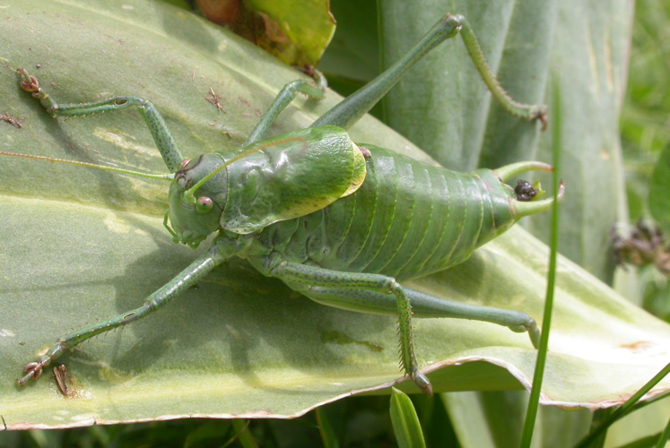 Polysarcus denticauda (2388967944).jpg &copy; Gilles San Martin from Namur, Belgium