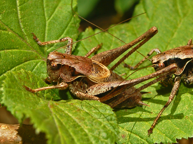 Tettigoniidae - Pholidoptera griseoaptera.JPG &copy; Hectonichus