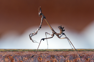 Empusa pennata redpit.jpg © Redpit7