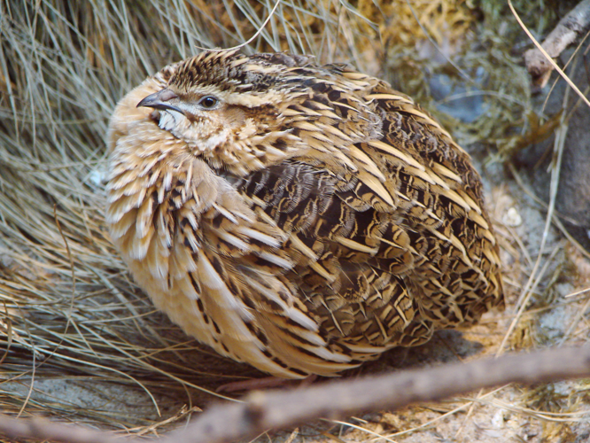 Coturnix coturnix (Warsaw zoo)-1.JPG &copy; Guérin Nicolas (messages)