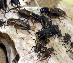 African.field.cricket.arp.jpg © Arpingstone