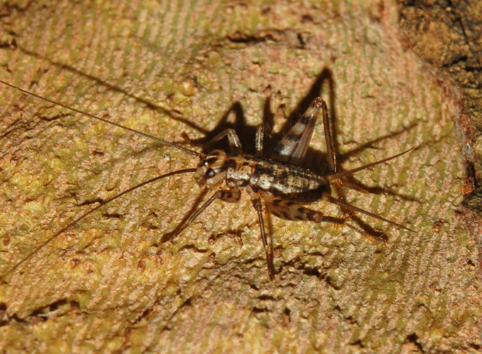 Gryllidae - Gryllomorpha dalmatina.JPG &copy; Hectonichus