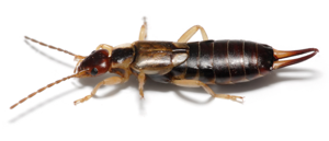 Earwig on white background.jpg © Commons