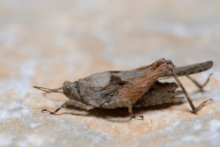 Paratettix meridionalis.jpg &copy; Gilles San Martin