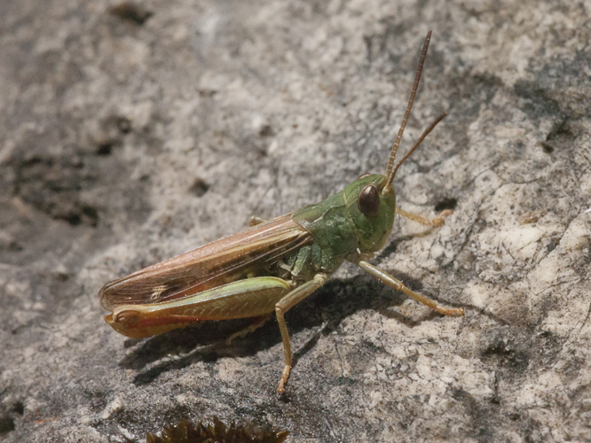 Chorthippus binotatus.jpg &copy; Commons
