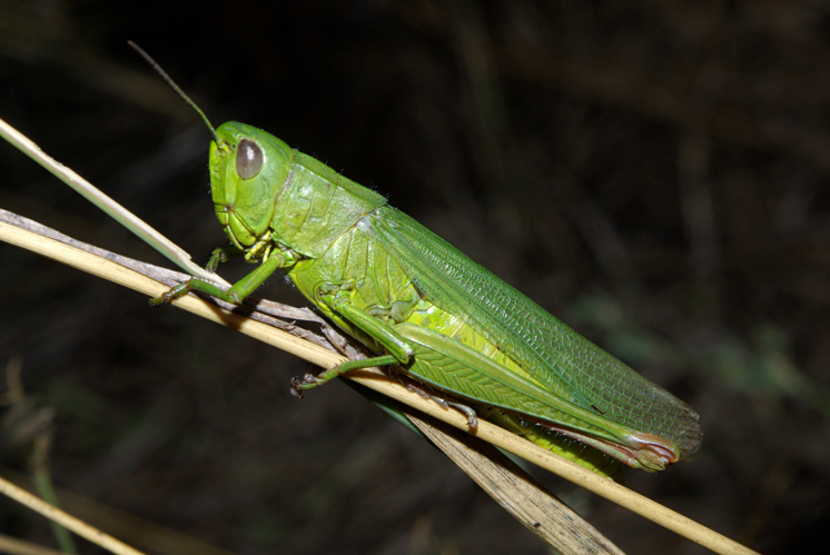 Chorthippus jucundus 01 by-dpc.jpg © David Perez