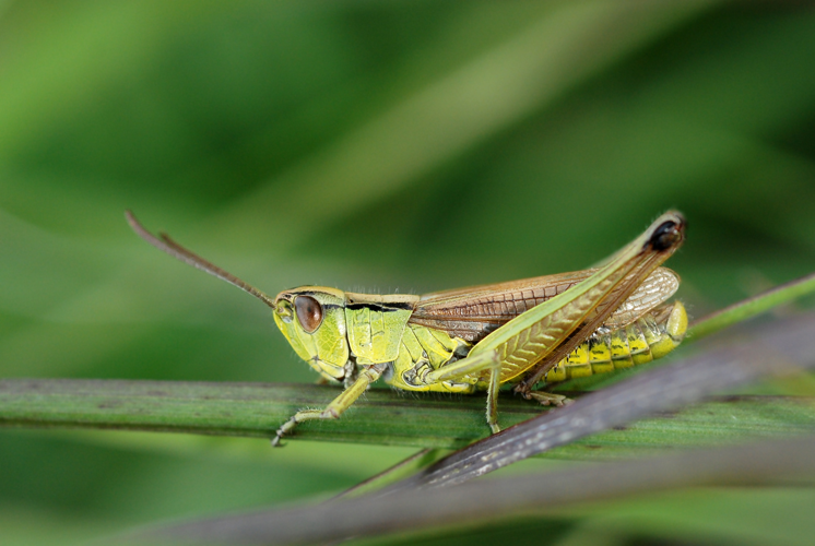 Chorthippus montanus DSC 6387M.JPG &copy; Gilles San Martin