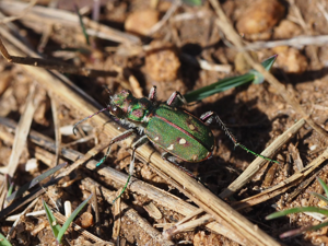 Cicindela maroccana © Myriam Jamier