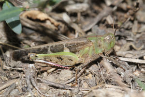 Oedipode automnale, <i>Aiolopus strepens</i> (Latreille, 1804) © Jean-Pierre Malafosse - Parc national des Cévennes