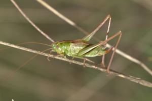 Decticelle bicolore, <i>Bicolorana bicolor</i> (Philippi, 1830) © Jean-Pierre Malafosse - Parc national des Cévennes