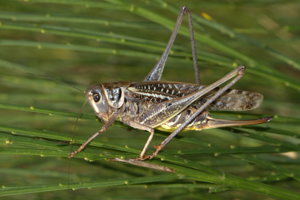 Dectique à front blanc, <i>Decticus albifrons</i> (Fabricius, 1775) © Jean-Pierre Malafosse - Parc national des Cévennes