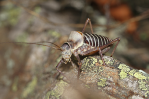 Ephippigère des vignes, <i>Ephippiger diurnus diurnus</i> (Dufour, 1841) © Jean-Pierre Malafosse - Parc national des Cévennes