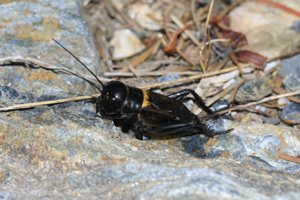 Grillon champêtre, <i>Gryllus campestris</i> (Linnaeus, 1758) © Jean-Pierre Malafosse - Parc national des Cévennes