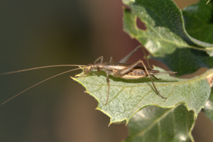 Grillon d'Italie, <i>Oecanthus pellucens</i> (Scopoli, 1763) © Jean-Pierre Malafosse - Parc national des Cévennes