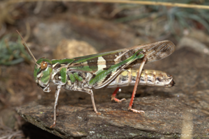 Oedipode soufrée, <i>Oedaleus decorus</i> (Germar, 1825) © Jean-Pierre Malafosse - Parc national des Cévennes