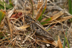 Criquet rouge-queue, <i>Omocestus haemorrhoidalis</i> (Charpentier, 1825) © Jean-Pierre Malafosse - Parc national des Cévennes