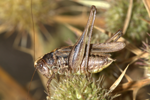 Decticelle chagrinée, <i>Platycleis albopunctata albopunctata</i> (Goeze, 1778) © Jean-Pierre Malafosse - Parc national des Cévennes