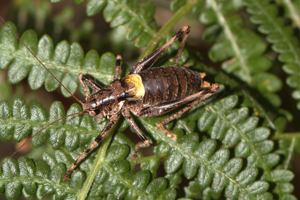 Antaxie cévenole, <i>Antaxius sorrezensis</i> (Marquet, 1877) © Jean-Pierre Malafosse - Parc national des Cévennes
