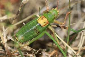 Barbitiste languedocien, <i>Barbitistes fischeri</i> (Yersin, 1854) © Jean-Pierre Malafosse - Parc national des Cévennes