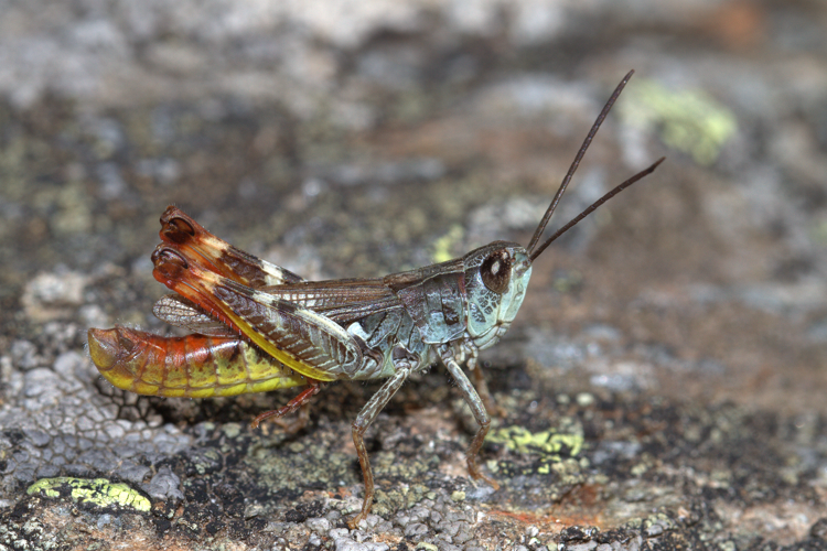 Criquet de l’Aigoual, <i>Chorthippus saulcyi algoaldensis</i> (Chopard, 1951) © Jean-Pierre Malafosse - Parc national des Cévennes