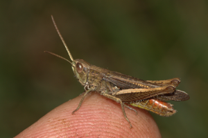 Criquet verte-échine, <i>Chorthippus dorsatus</i> (Zetterstedt, 1821) © Jean-Pierre Malafosse - Parc national des Cévennes