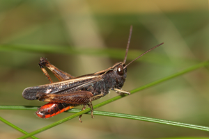 Criquet noir-ébène, <i>Omocestus rufipes</i> (Zetterstedt, 1821) © Jean-Pierre Malafosse - Parc national des Cévennes