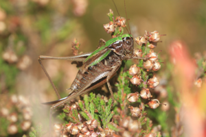 Decticelle des bruyères, <i>Metrioptera brachyptera</i> (Linnaeus, 1760) © Jean-Pierre Malafosse - Parc national des Cévennes