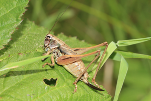 Decticelle des alpages, <i>Metrioptera saussuriana</i> (Frey-Gessner, 1872) © Jean-Pierre Malafosse - Parc national des Cévennes