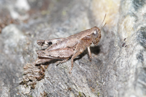 Criquet pansu, <i>Pezotettix giornae</i> (Rossi, 1794) © Jean-Pierre Malafosse - Parc national des Cévennes